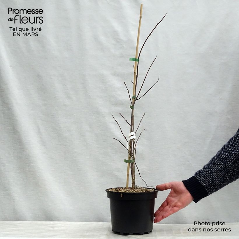 Exemplaar van Cercis canadensis Hearts of Gold - Amerikaanse Judasboom Pot van 4 l/5 l zoals geleverd in de lente