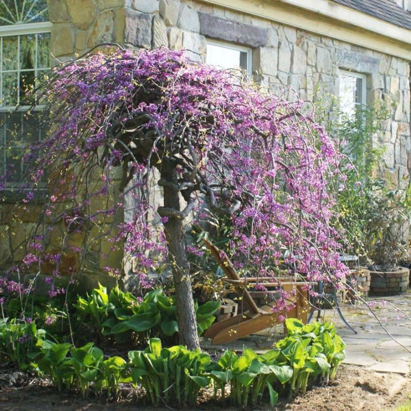 Cercis canadensis Lavender Twist - Amerikaanse Judasboom (Bloei)
