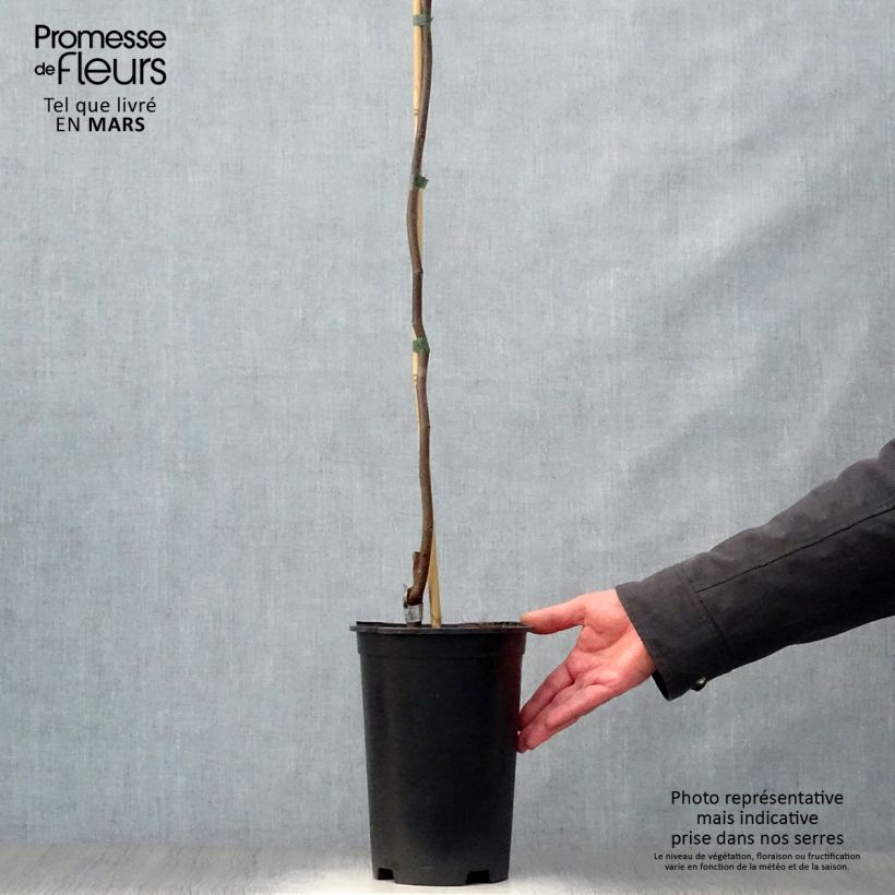 Exemplaar van Cercis canadensis Lavender Twist - Amerikaanse Judasboom Pot van 3 l/4 l zoals geleverd in de lente