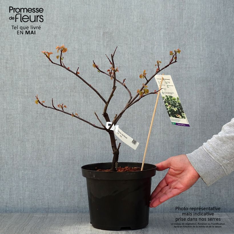 Example of Cercis canadensis Little Woody - Amerikaanse Judasboom Pot van 3 l/4 l as you get in printemps