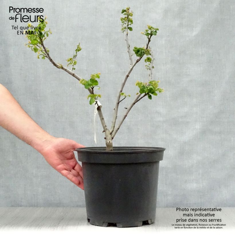 Example of Cercis canadensis Little Woody - Amerikaanse Judasboom Pot van 6 l/7 l as you get in printemps