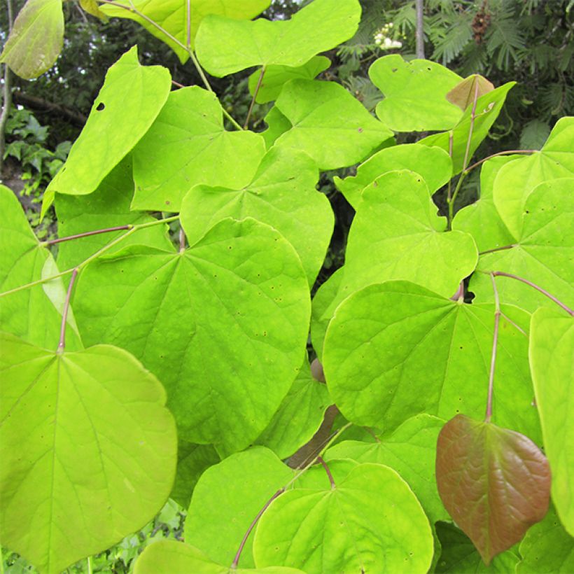 Cercis canadensis Melon Beauty - Amerikaanse Judasboom (Blad)
