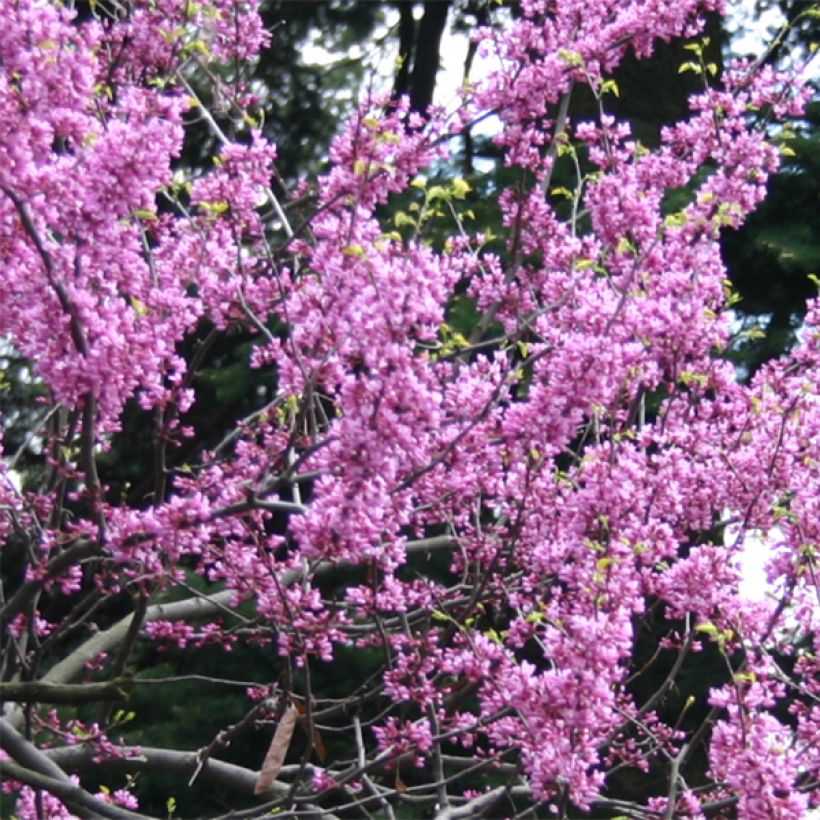 Cercis canadensis Melon Beauty - Amerikaanse Judasboom (Bloei)