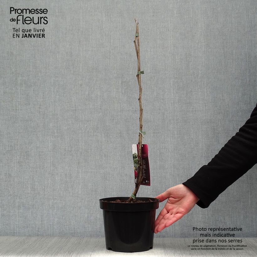 Exemplaar van Cercis canadensis Melon Beauty - Amerikaanse Judasboom Pot van 4 l/5 l zoals geleverd in de winter