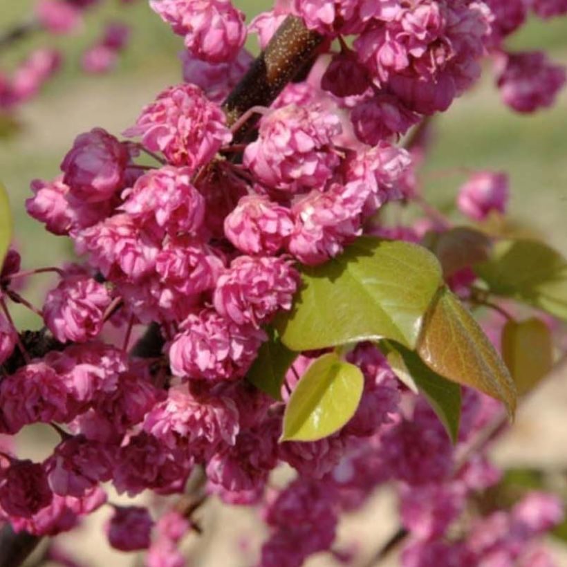 Cercis canadensis Pink Pom Poms - Amerikaanse Judasboom (Bloei)