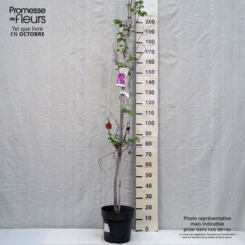 Exemplaar van Cercis canadensis Pink Pom Poms - Amerikaanse Judasboom Pot van 7,5 l/10 l zoals geleverd in de herfst