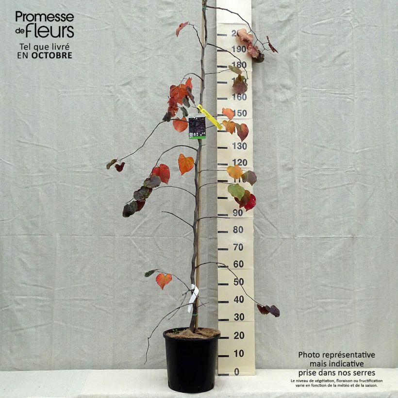 Exemplaar van Cercis canadensis Ruby Falls - Amerikaanse Judasboom Pot van 7,5 l/10 l zoals geleverd in de herfst