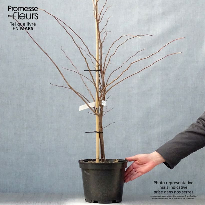 Exemplaar van Cercis canadensis The Rising Sun - Amerikaanse Judasboom Pot van 6 l/7 l zoals geleverd in de lente