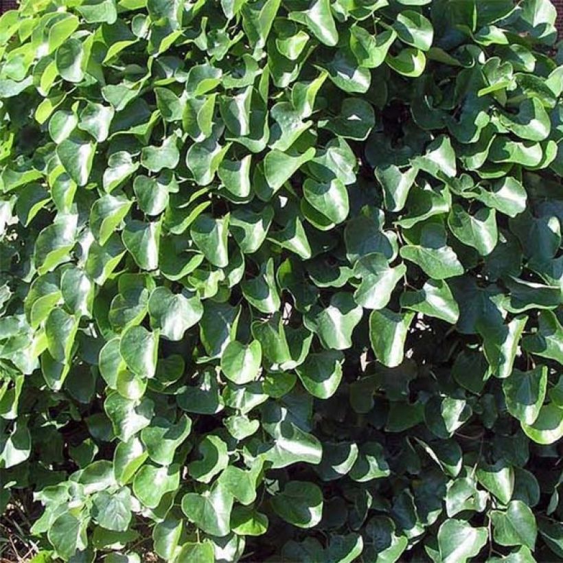 Cercis canadensis Traveller - Amerikaanse Judasboom (Foliage)