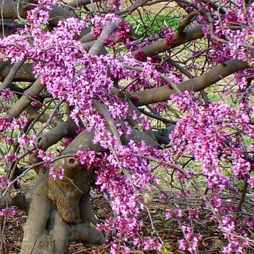 Cercis canadensis Traveller - Amerikaanse Judasboom (Flowering)