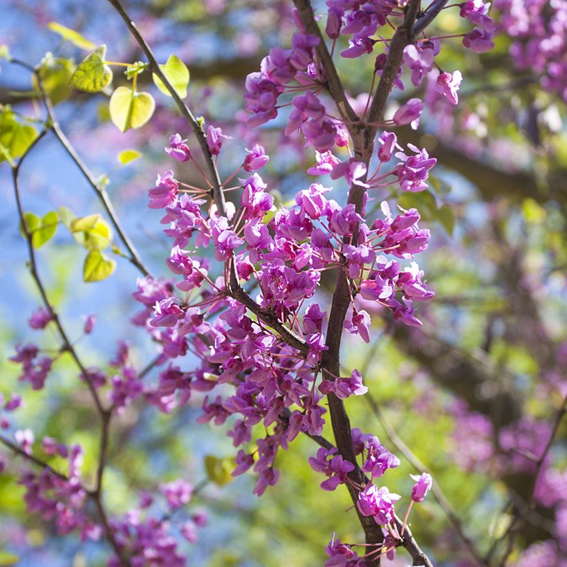 Cercis canadensis - Amerikaanse Judasboom (Bloei)
