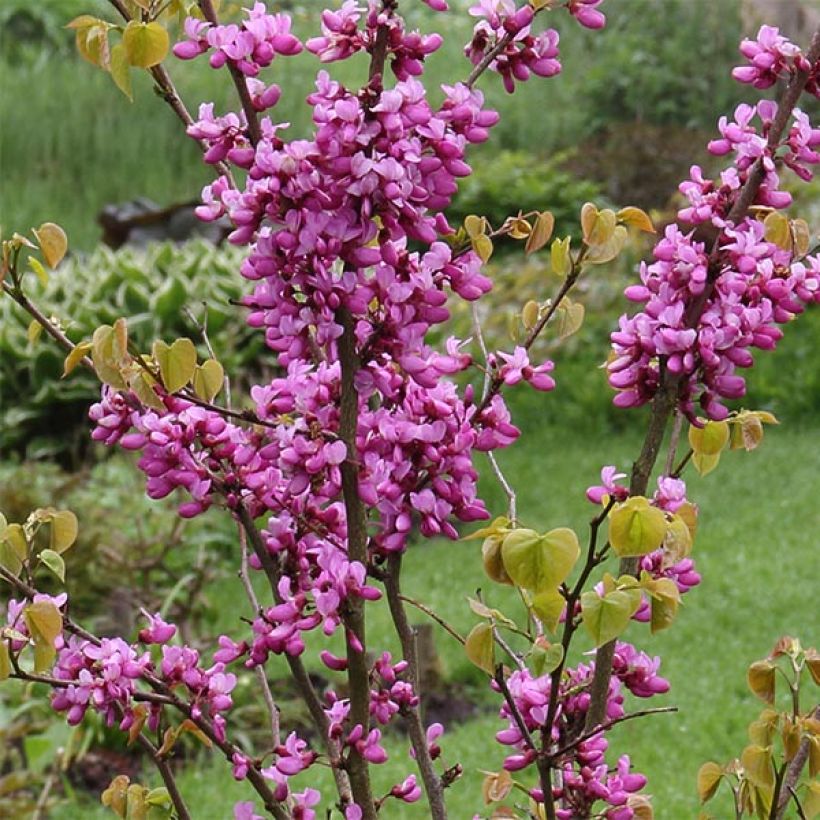 Cercis chinensis Avondale - Chinese judasboom (Bloei)