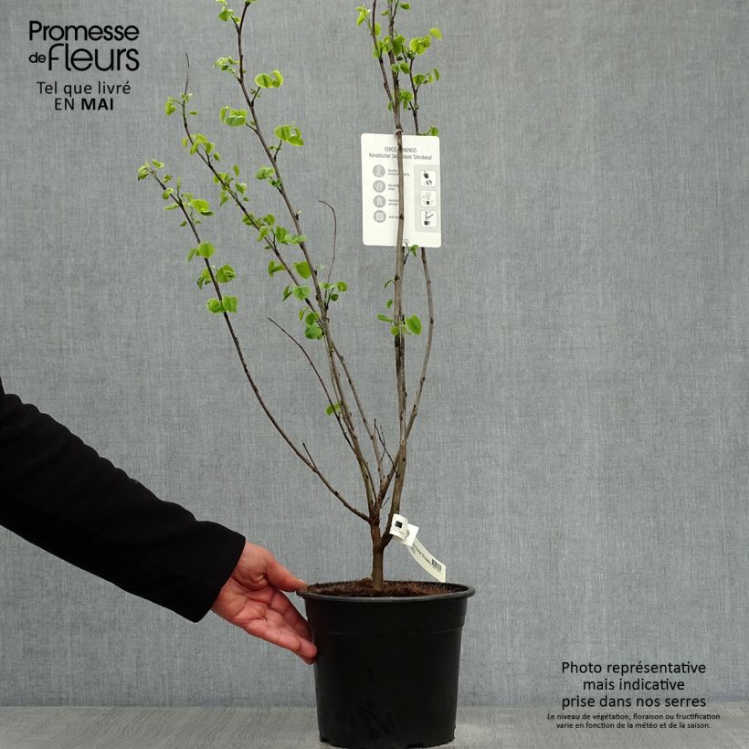 Exemplaar van Cercis chinensis Shirobana - Chinese judasboom Pot van 4 l/5 l zoals geleverd in de lente