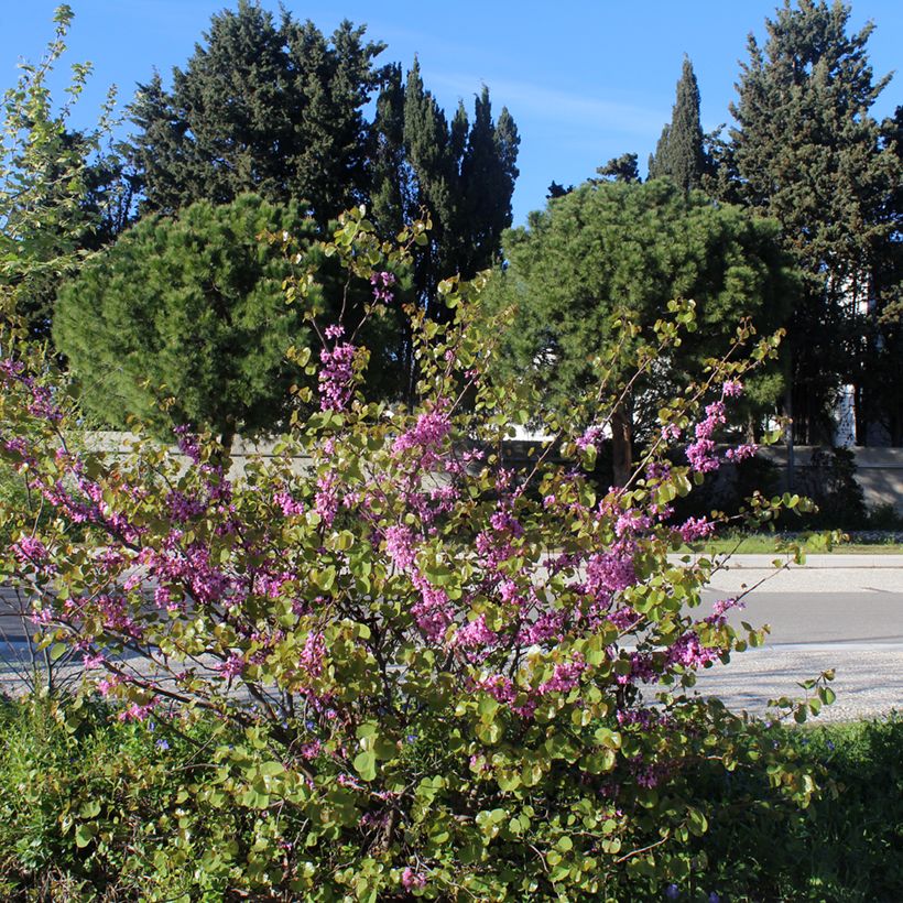 Cercis siliquastrum - Judasboom (Groeiplaats)