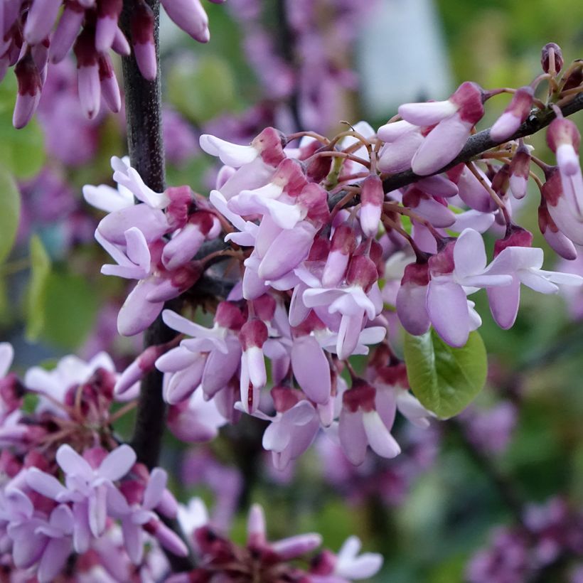 Cercis siliquastrum - Judasboom (Bloei)