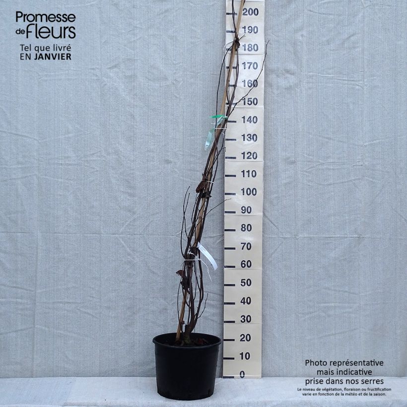 Example of Cercis siliquastrum - Judasboom Pot van 7,5 l/10 l as you get in hiver