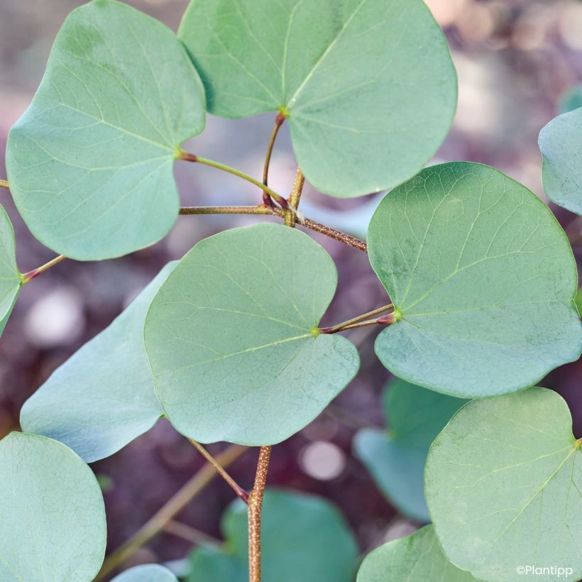 Cercis griffithii Blue Lagoon - Judasboom (Blad)