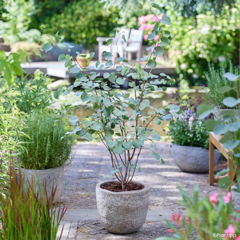 Cercis griffithii Blue Lagoon - Judasboom (Groeiplaats)