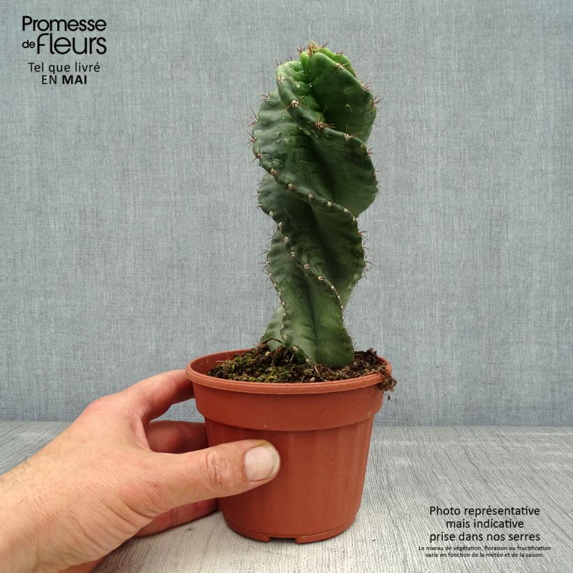 Exemplaar van Cereus forbesii Spiralis - Spiraalcactus Pot van 12 cm / 13 cm zoals geleverd in de lente