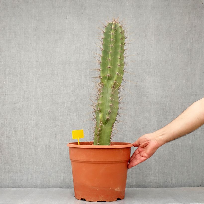 Example of Cereus peruvianus - Zuilcactus Pot van 12 l/15 l as you get in printemps