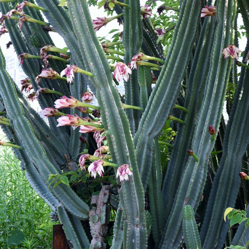 Cereus peruvianus - Zuilcactus (Bloei)