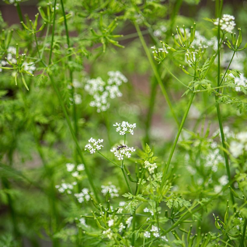 Kervel - Anthriscus cerefolium (Bloei)