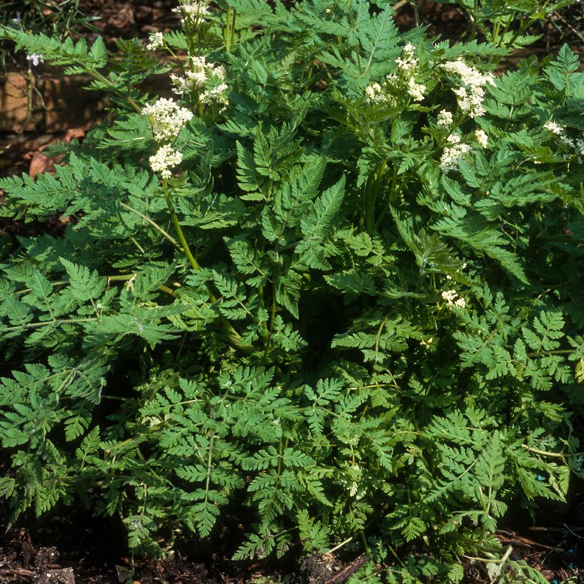 Kervel - Anthriscus cerefolium (Groeiplaats)