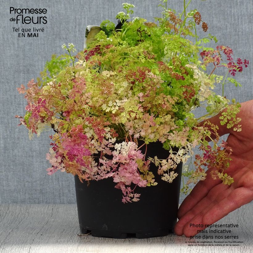 Example of Kervel - Anthriscus cerefolium (jonge planten) Pot van 1,5 l/2 l as you get in printemps