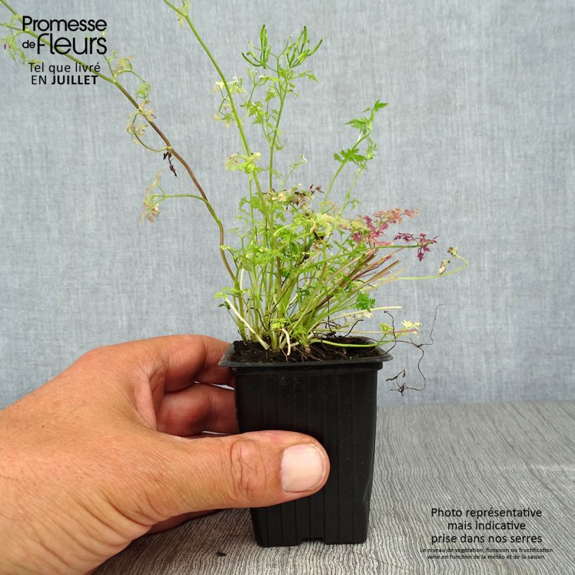 Exemplaar van Kervel - Anthriscus cerefolium (jonge planten) Kweekpotje van 7/8 cm zoals geleverd in de zomer