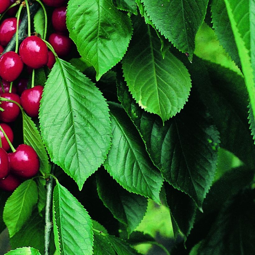 Zure kers Belle Magnifique Georges Delbard (Foliage)