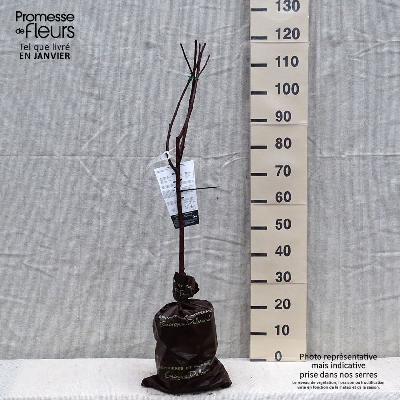 Example of Zure kers Belle Magnifique Georges Delbard Plantklare kluit, Kelkvormig as you get in hiver