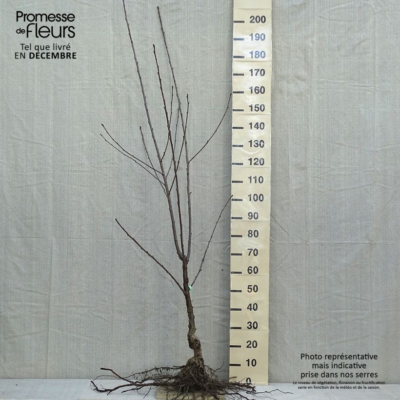 Example of Zoete kers Duivenhart Naakte wortel, Kelkvormig as you get in hiver