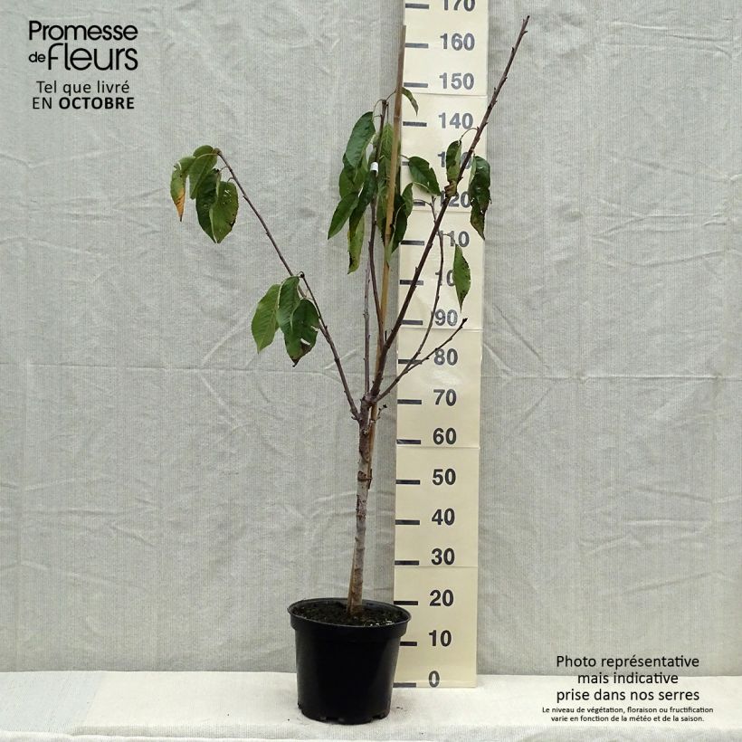 Exemplaar van Zoete kers Duivenhart Pot van 7,5 l/10 l, Kelkvormig zoals geleverd in de herfst