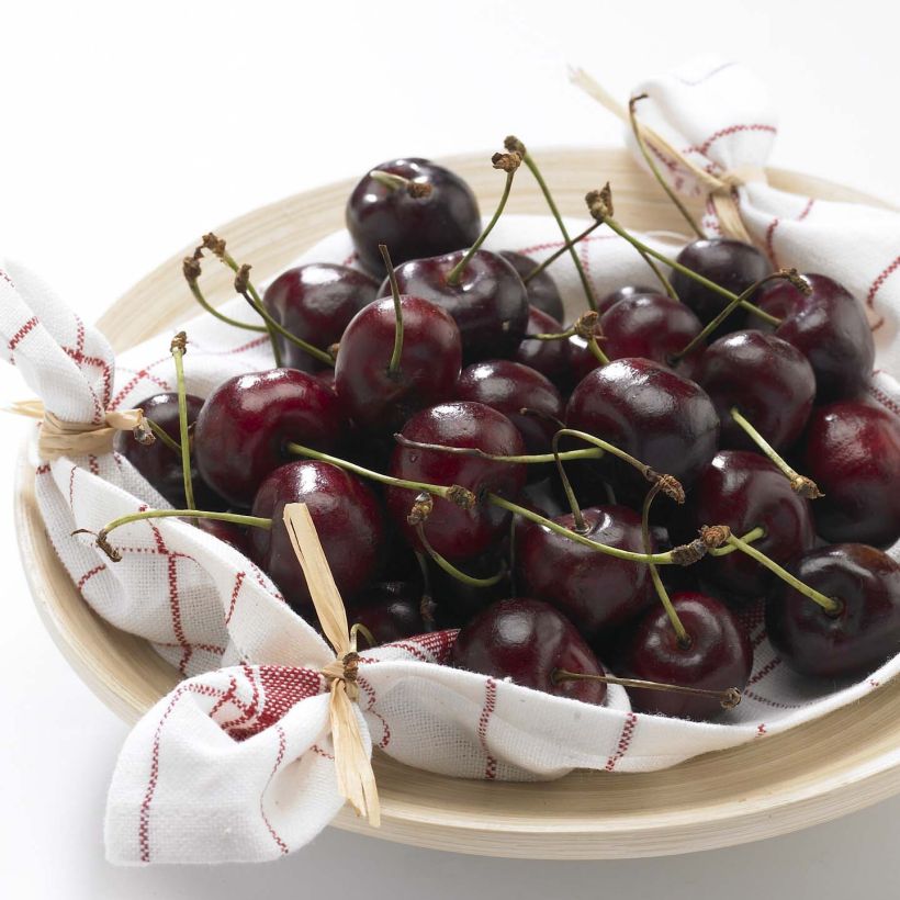 Zoete kers Délice de Malicorne Georges Delbard (Oogst)