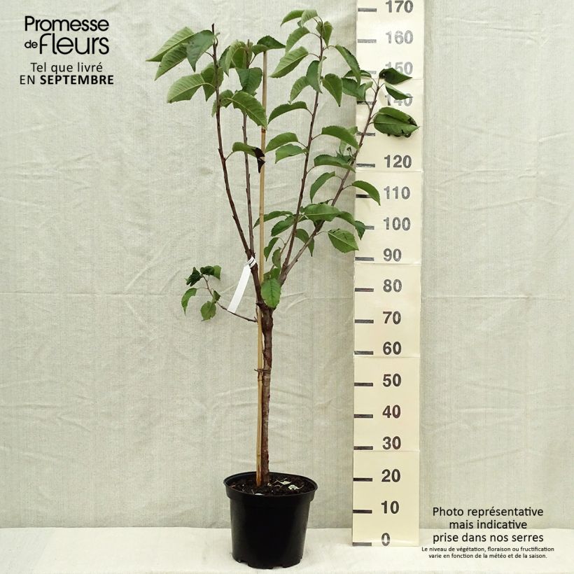 Exemplaar van Zoete kers Hedelfinger Pot van 7,5 l/10 l, Kelkvormig zoals geleverd in de herfst