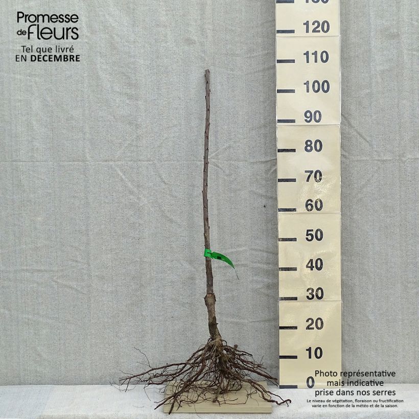 Exemplaar van Zoete kers Lapins Naakte wortel, Onderstam zoals geleverd in de winter