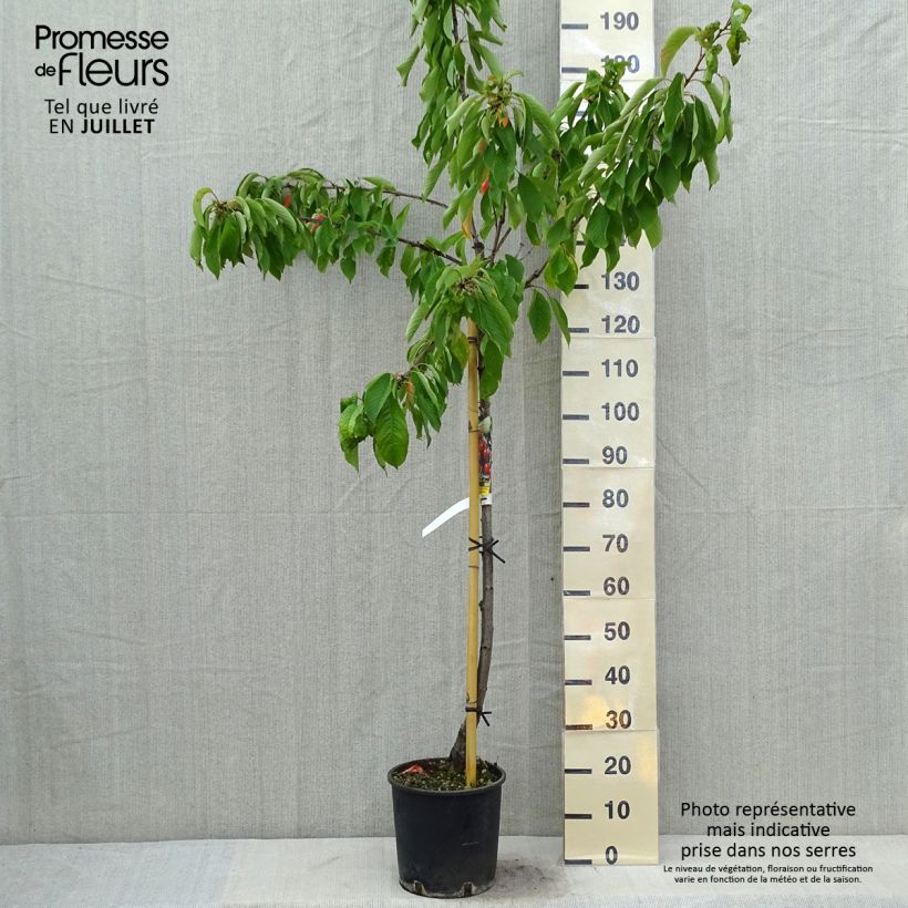 Exemplaar van Zoete kers Bigarreau Moreau Pot van 7,5 l/10 l, Half-hoge stam zoals geleverd in de zomer