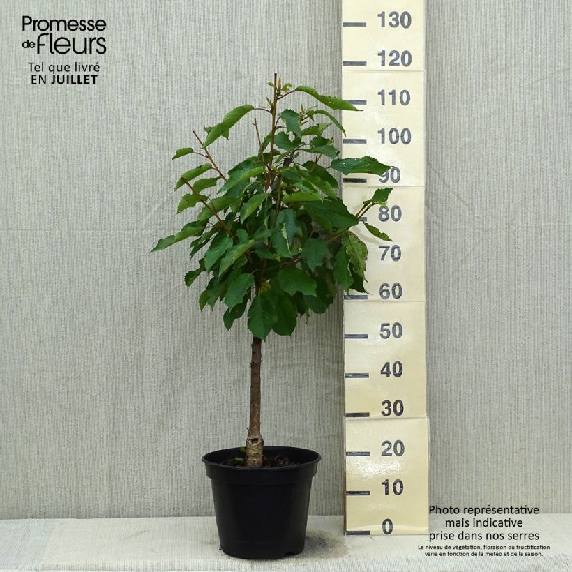 Exemplaar van Zoete kers Bigarreau Moreau Pot van 7,5 l/10 l, Kelkvormig zoals geleverd in de zomer