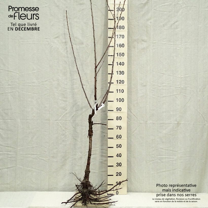 Exemplaar van Zoete kers Bigarreau Napoléon Naakte wortel, Kelkvormig zoals geleverd in de winter