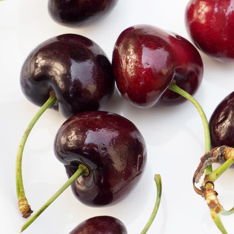 Kers Sunburst (Oogst)