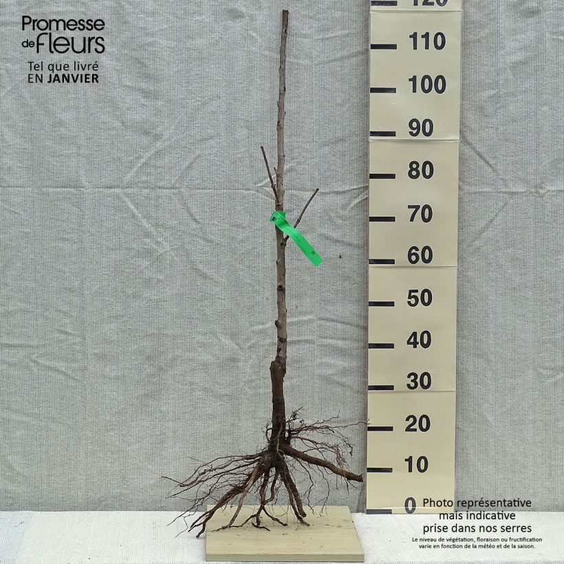 Exemplaar van Zoete kers Tardif de Vignola Naakte wortel, Onderstam zoals geleverd in de winter
