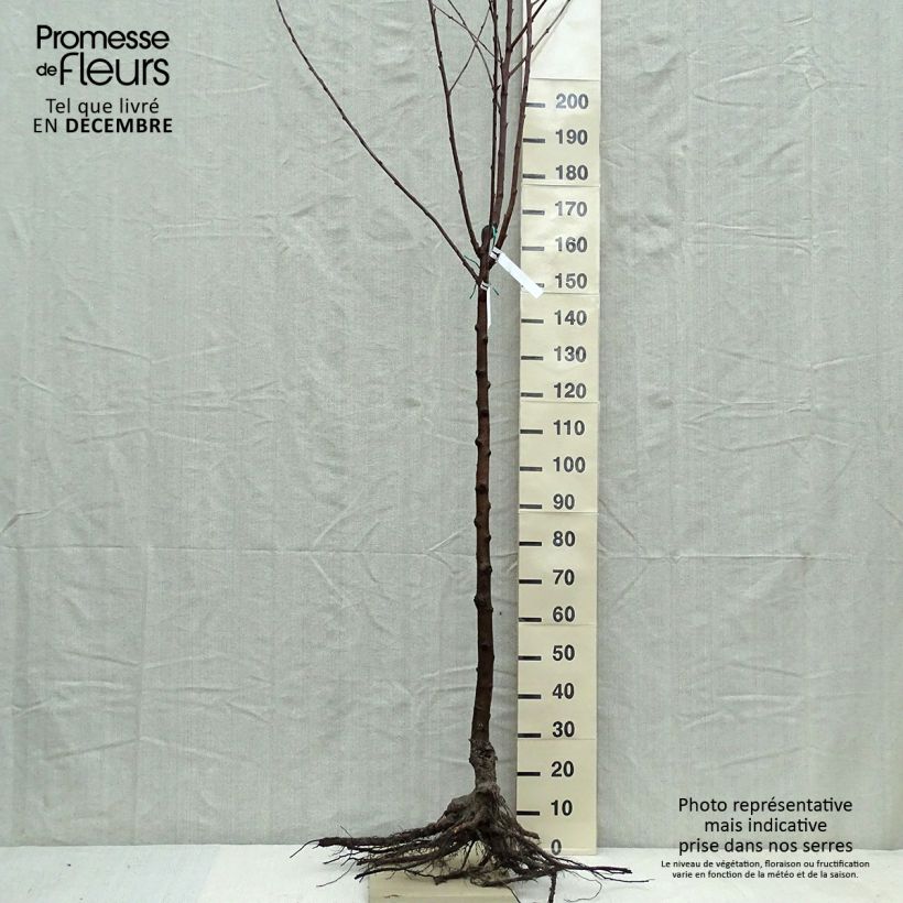 Exemplaar van Zoete kers Van Naakte wortel, Half-hoge stam zoals geleverd in de winter
