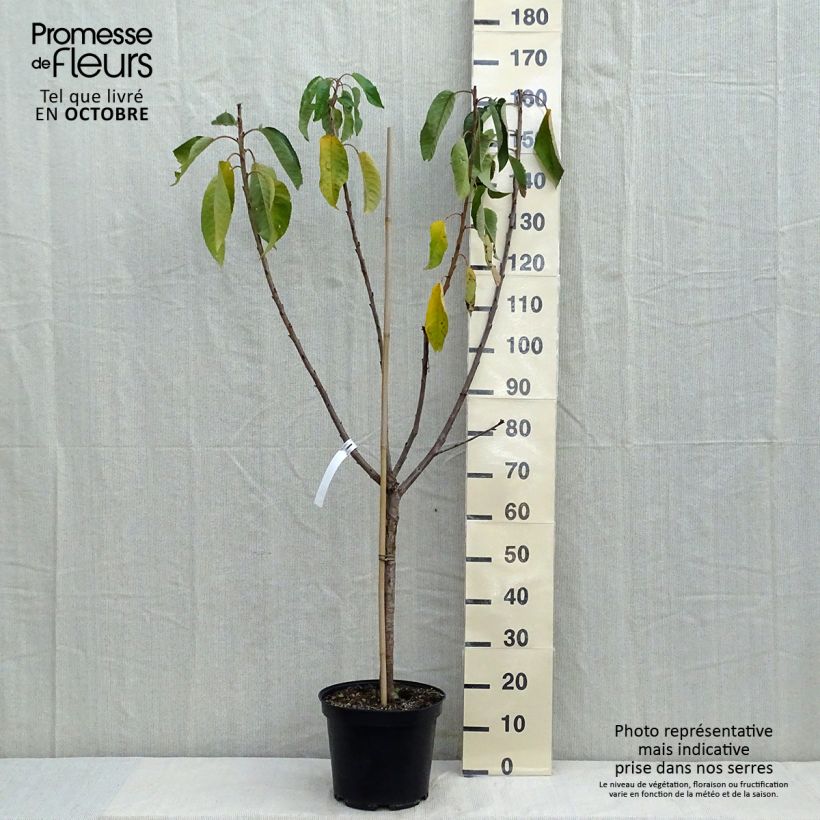 Exemplaar van Zoete kers Van Pot van 7,5 l/10 l, Kelkvormig zoals geleverd in de herfst
