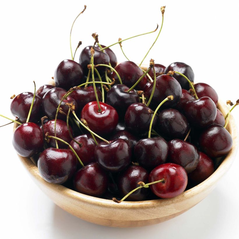 Kers Bigarreau van Sint-Jan (Harvest)