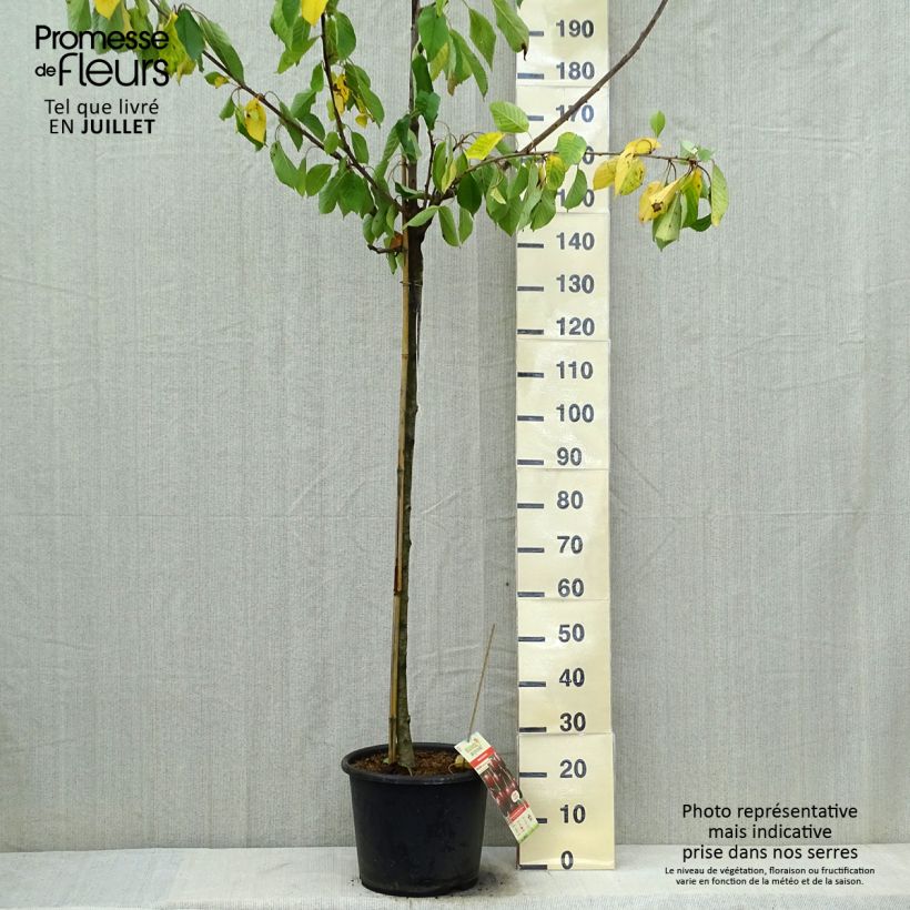 Exemplaar van Zoete kers Early Rivers Pot van 7,5 l/10 l, Half-hoge stam zoals geleverd in de zomer