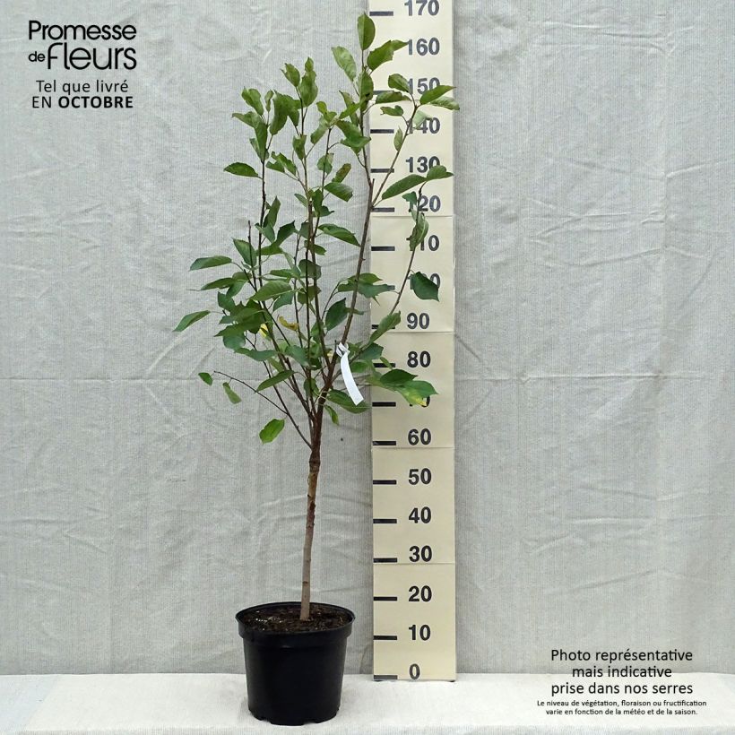 Exemplaar van Cerisier Griottier Griotte de Montmorency Pot de 7,5L/10L, Gobelet zoals geleverd in de herfst