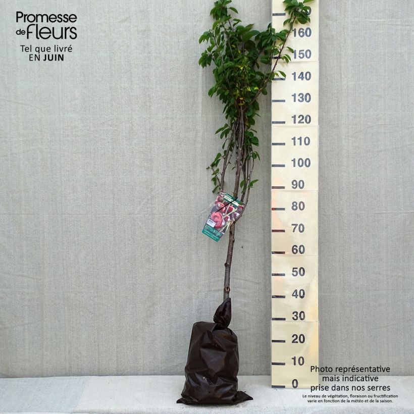 Example of Zure kers Allegria Delbard Plantklare kluit, Kelkvormig as you get in printemps