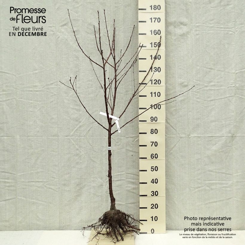 Example of Zure kers Allegria Delbard Naakte wortel, Kelkvormig as you get in hiver