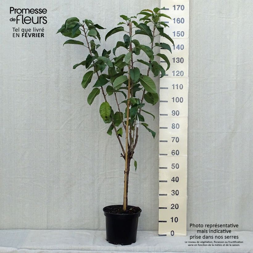 Exemplaar van Zoete kers Rainier Pot van 7,5 l/10 l, Kelkvormig zoals geleverd in de herfst