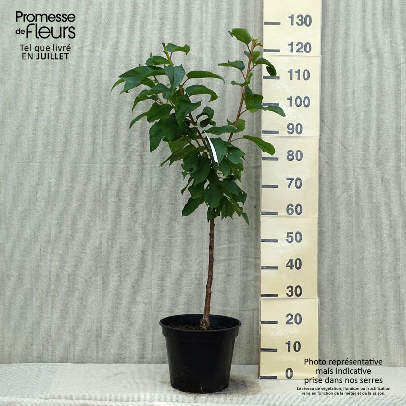 Exemplaar van Zoete kers Rainier Pot van 7,5 l/10 l, Kelkvormig zoals geleverd in de zomer